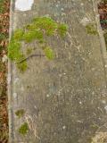 image of grave number 40177
